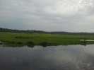 Fleuve Nyong, réservoir naturel du Mycobacterium Ulcerans